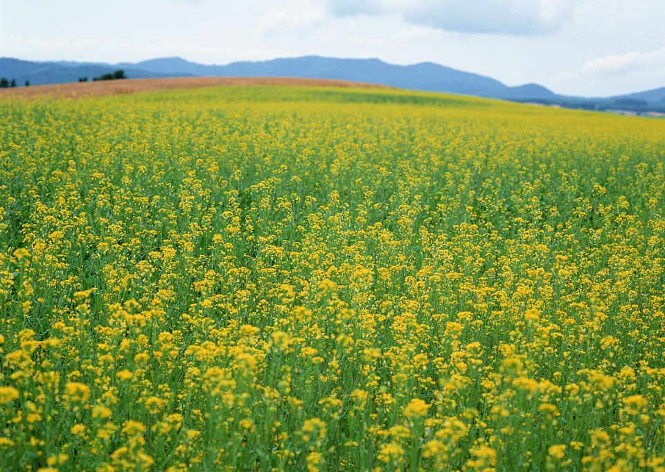 Blooming canola rape agriculture field