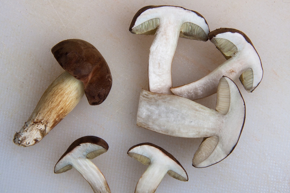 Called brown cap mushroom worm eaten