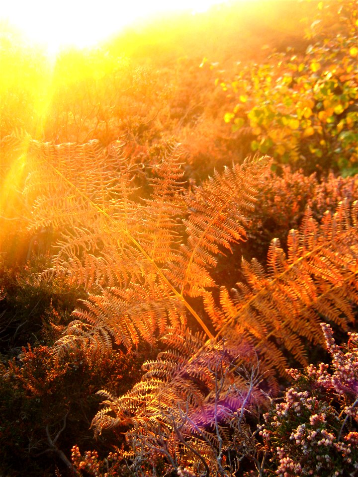 Bracken - Caldy Hill