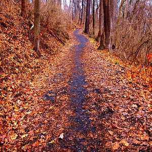 Path through the autumnal forest photo