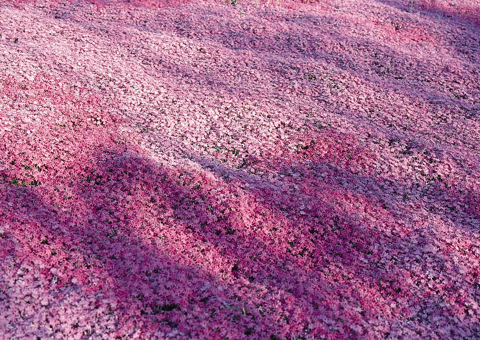 Flower texture of ground cover phlox subulate