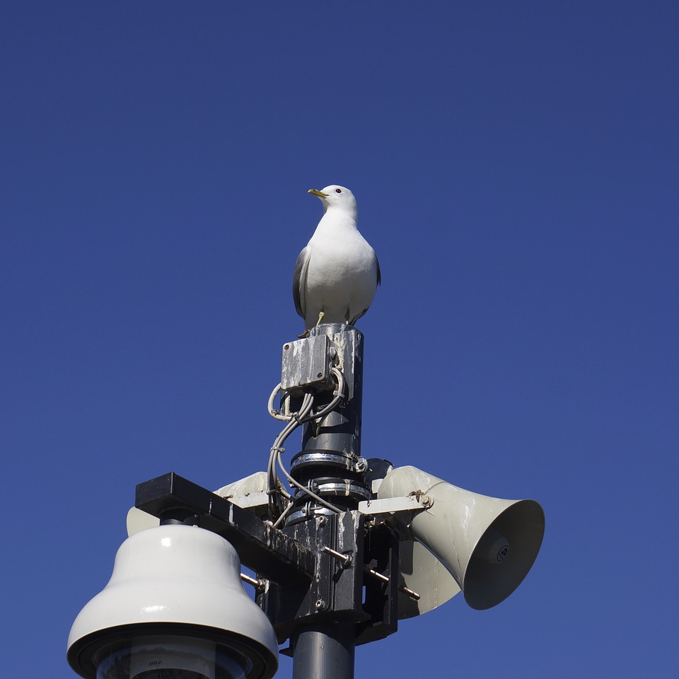 Seagull speaker messenger