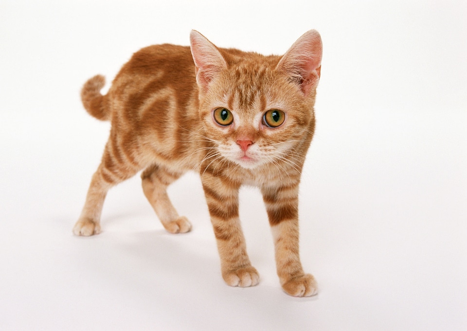 Cat isolate on white Background