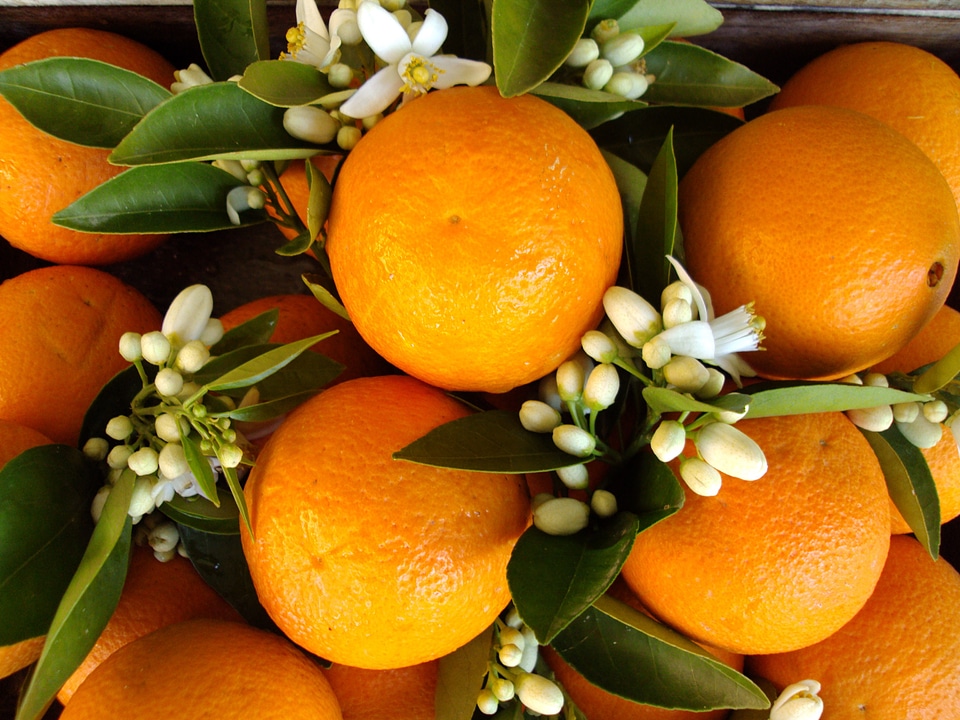 Antalya orange orange blossom
