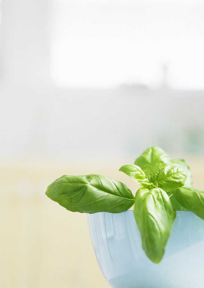 Young basil plants in flower pot