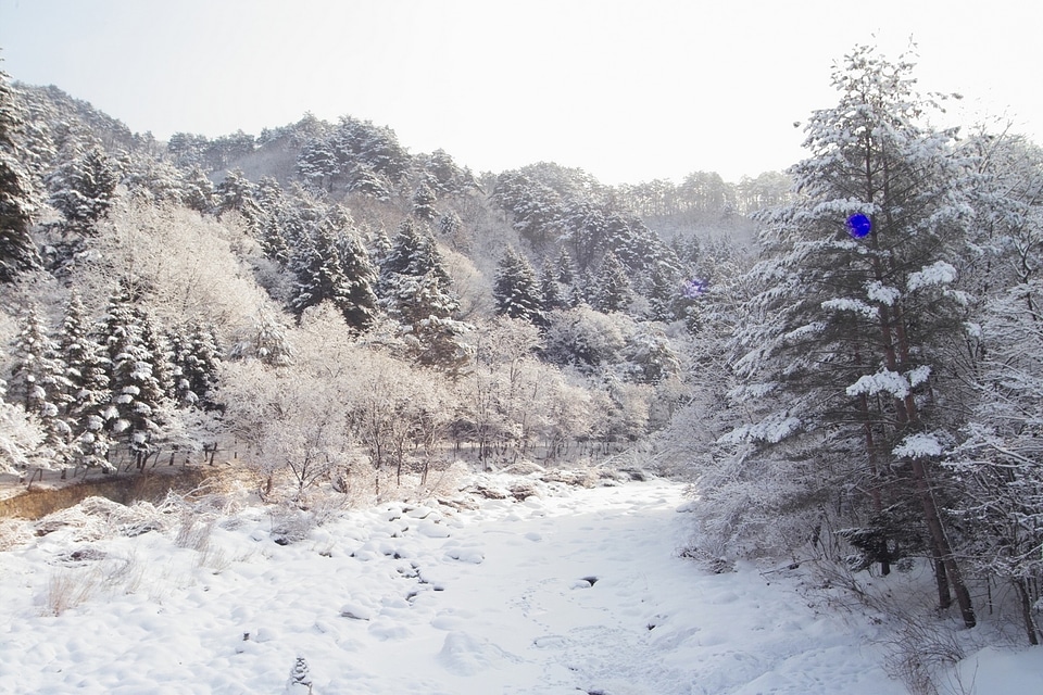 bushes in snow photo