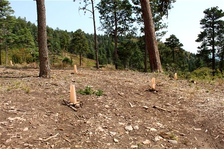 Seedling planting on Sandia RD