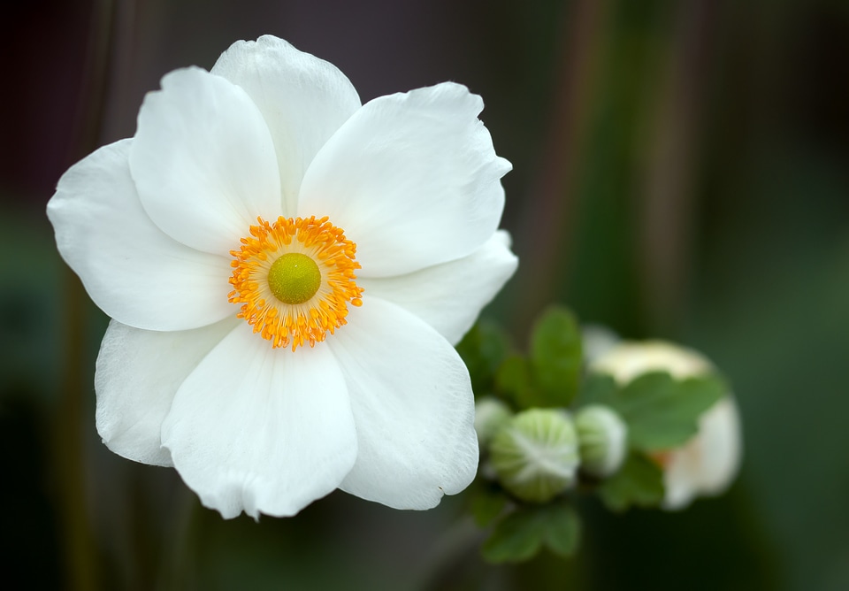 Bloom summer plant