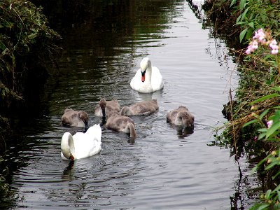Kingsbury 039