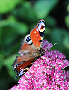 Peacock wing animal