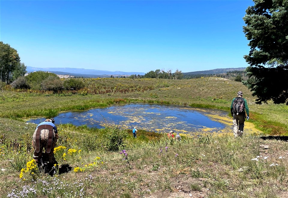 Boreal Toad Surveys at Lakes, Canjilon RD, Carson NF