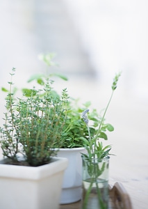 Selection of fresh living herbs photo