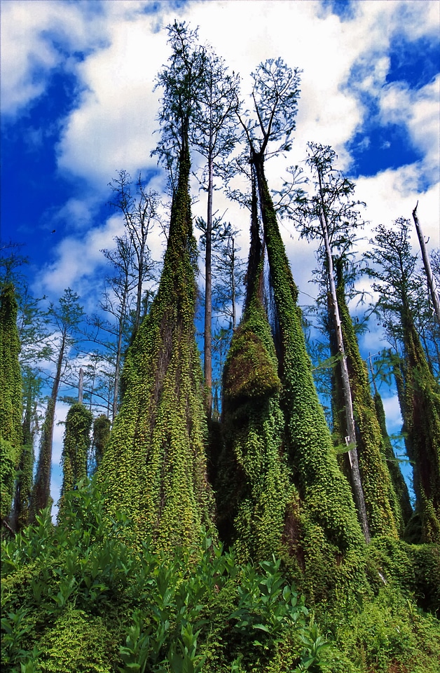 Nature outside sky