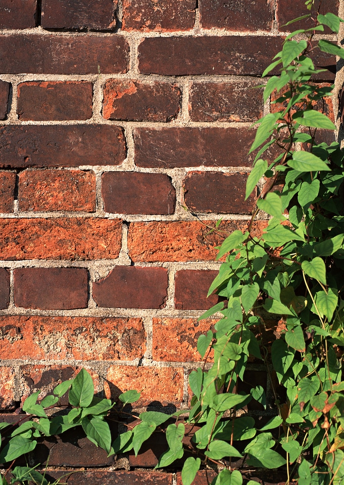 Ivy on a brick wall