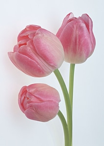 Bouquet of tulips photo