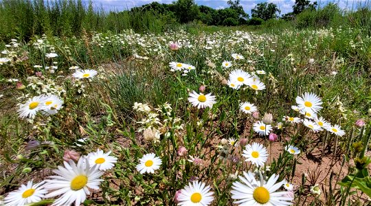 Wildflowers in Bloom on the Black Kettle NGs