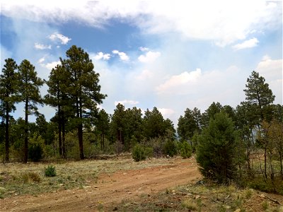 Thunderbird Prescribed Burn