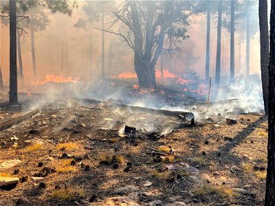Mountainair RD Thunderbird Area Prescribed Burn