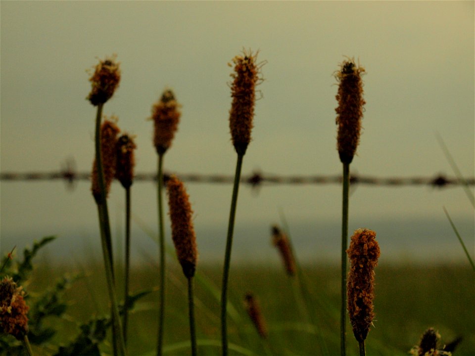 Plantain