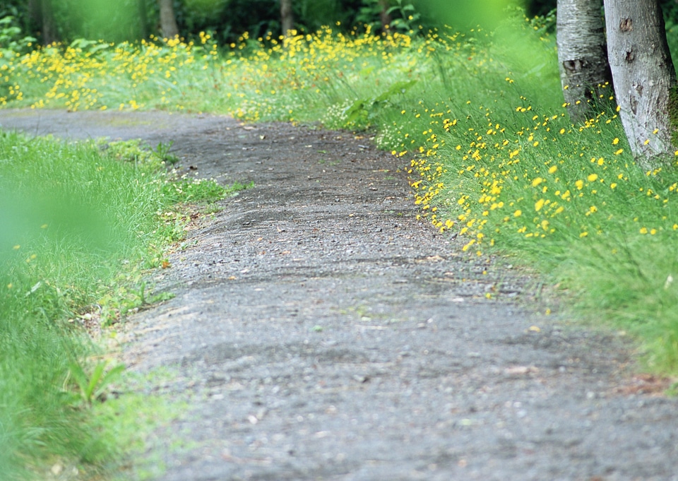 Beautiful forest mountain path photo