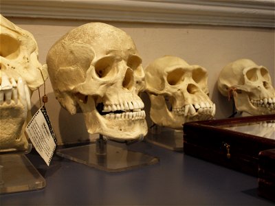Skulls photo