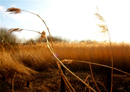 Norfolk Reeds photo