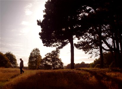 Pine Trees photo