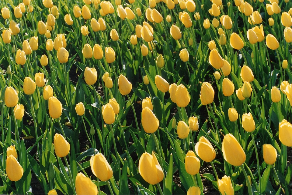 Sea of flowers blütenmeer yellow