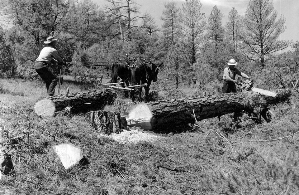 Historic Photos Cibola NF & NGs