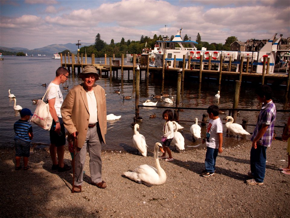 Swans at Bowness photo