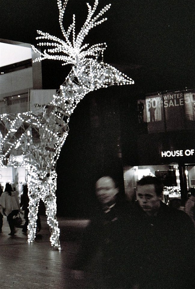 Reindeer