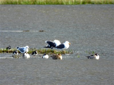 Meeuwen, kievieten, pijlstaarten, slobeenden