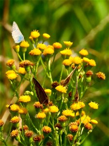 Bruine zandoogjes en icarusblauwtje