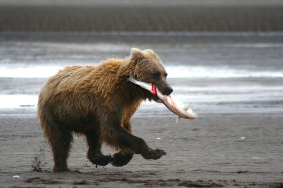 A coastal brown bear runs down the beach with a salmon at Silver