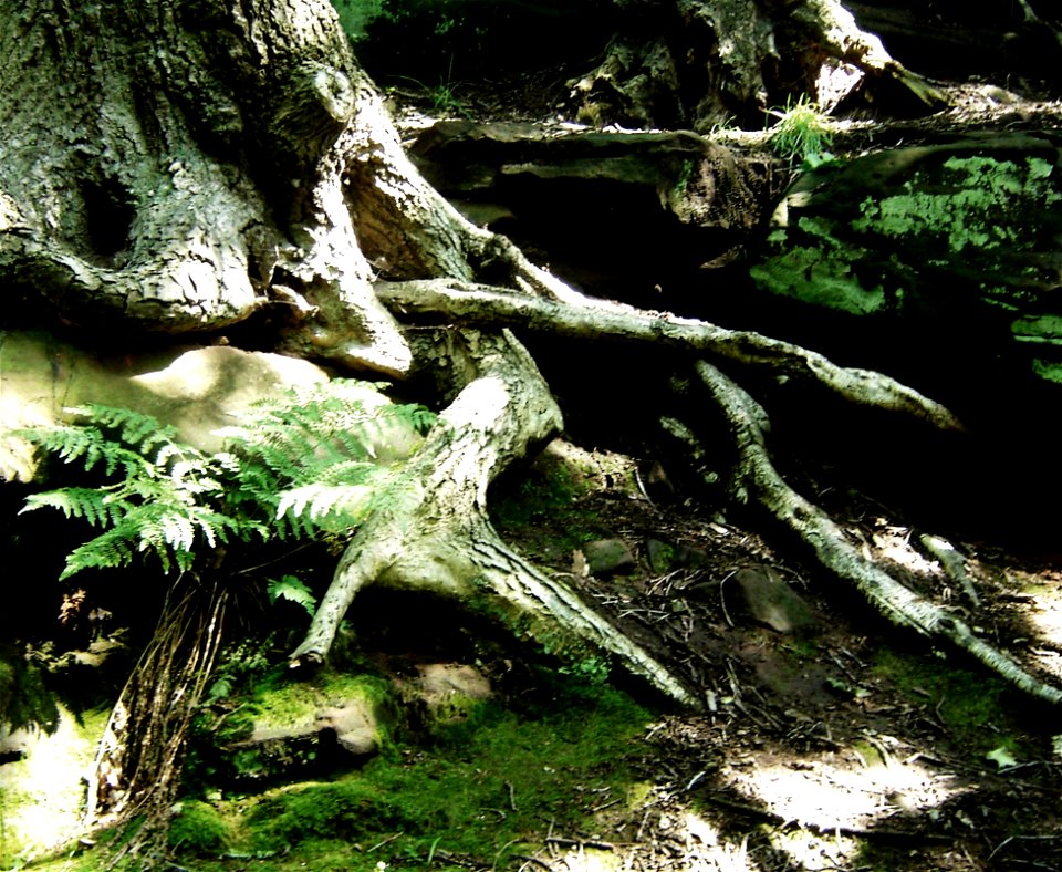 Tree Root at the Dungeon
