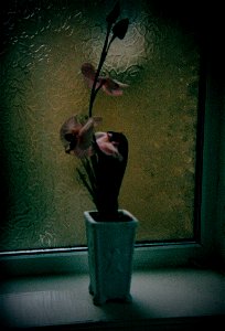 Artificial Orchid photo