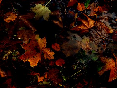 Leaf Soup photo