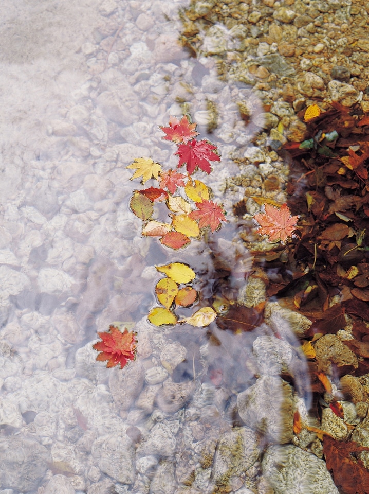 fallen leaves in a stream