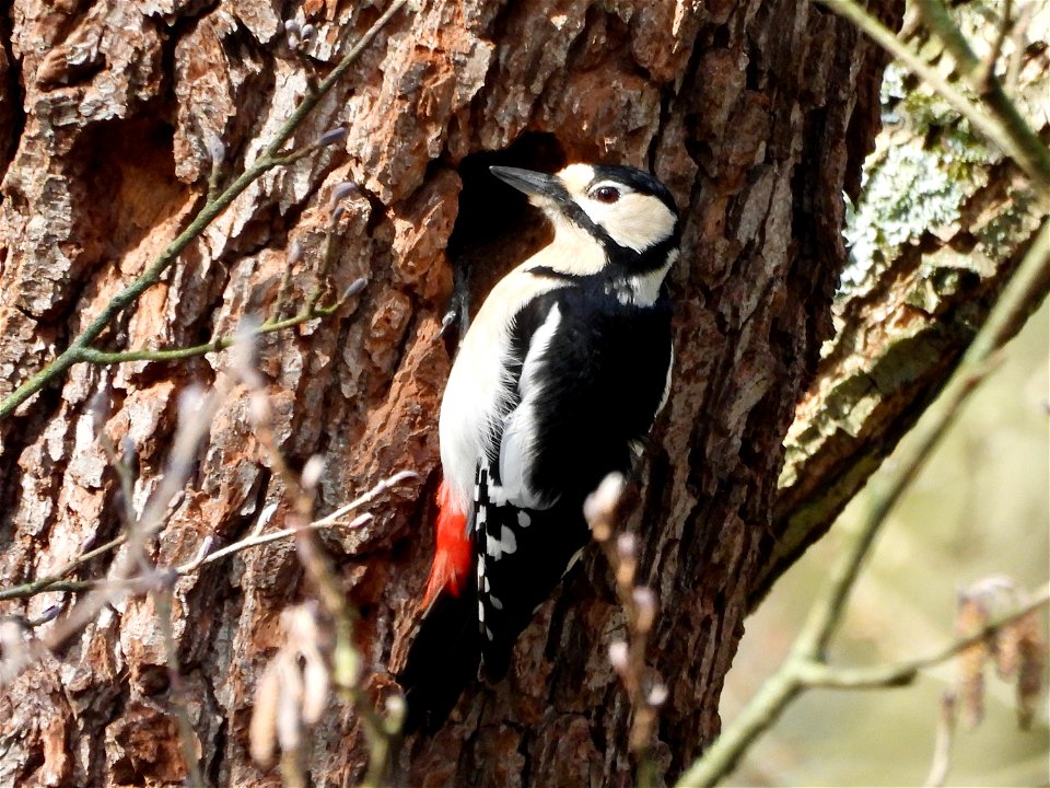 Grote bonte specht