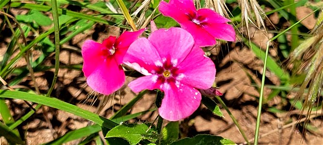 Wildflowers in Bloom on the Black Kettle NGs