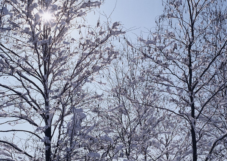 landscape snow trees dense forest in winter