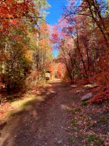 Fall Colors on Mountainair Ranger District