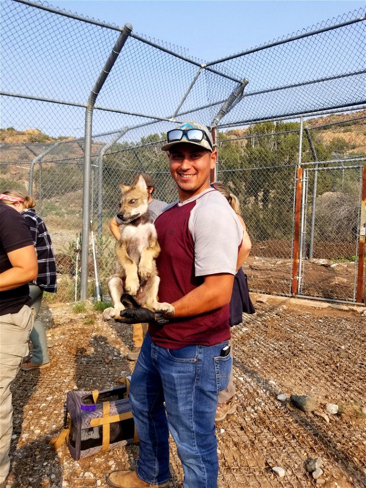 Wolf Pup Vax Processing