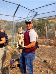 Wolf Pup Vax Processing