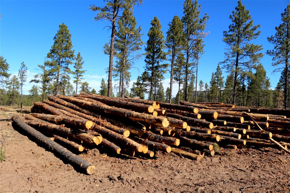 Mt Taylor RD Timber Harvest