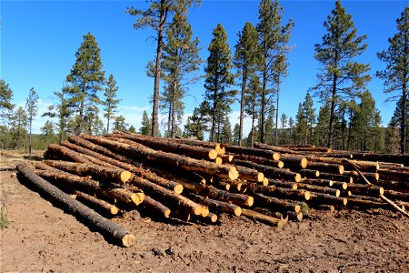 Mt Taylor RD Timber Harvest photo