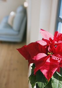 Christmas Poinsettia Plant