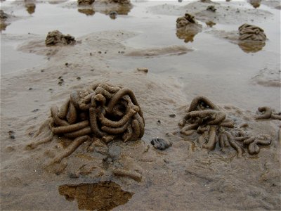 Sand worms photo