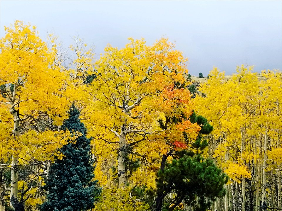 Fall Colors on Mt Taylor