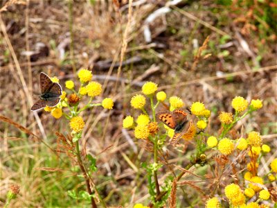 Bruine en kleine vuurvlinder en mieren